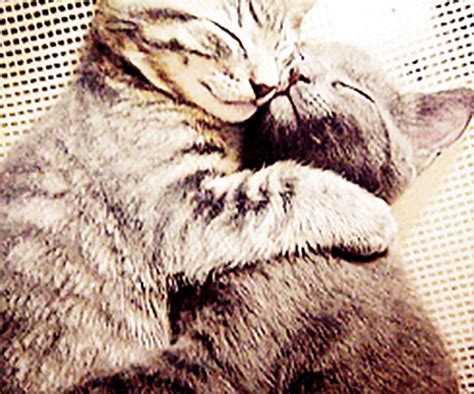 Cat snuggle gif - The perfect Cat Snuggle Love Animated GIF for your conversation. Discover and Share the best GIFs on Tenor. Tenor.com has been translated based on your browser's language setting.
